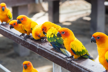 Many yellow and orange parrot in a big cage.Thailand.
