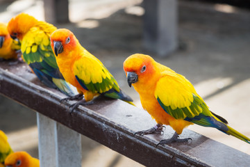 Many yellow and orange parrot in a big cage.Thailand.