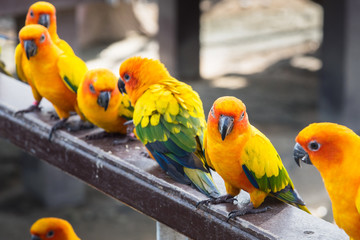Many yellow and orange parrot in a big cage.Thailand.
