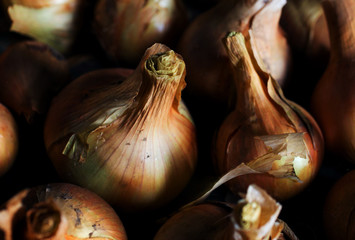 Fresh onion bulbs close up