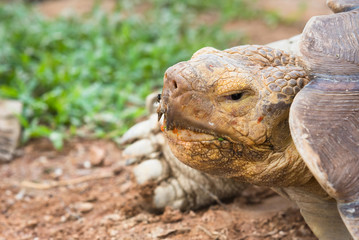 Giant tortoise in the zoo.Thailand.