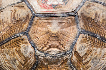 Tortoise shell background and texture.