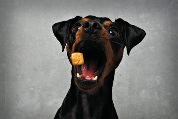 Hund fängt Leckerlie in der luft vor grauem hintergrund und zieht grimasse