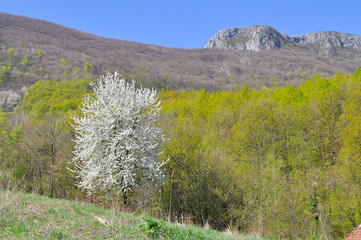 Single tree in full bloom in spring on a meadow under mountain. Rural scene, lonely tree blooming  