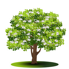 detached tree magnolia with green leaves and flowers © mtzsv