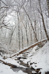 Rock Creek park at winter, Washington DC