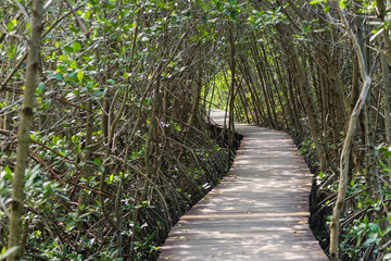 Tree tunnel, Wooden Bridge In Mangrove Forest.Thailand.