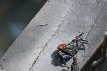 Crabs in the mangrove forest.Thailand.