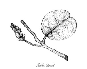 Hand Drawn of Malabar Spinach on White Background