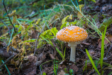 Amanita in the Forest