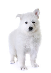 Obraz premium puppy White Swiss Shepherd Dog