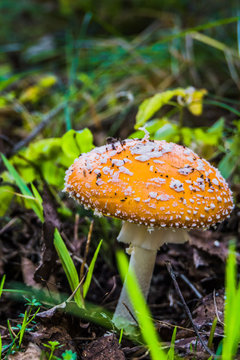 Amanita in the Forest