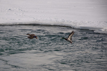Obraz premium Mallard Ducks in Flight