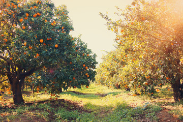 Fototapeta na wymiar Rural landscape image of orange trees in the citrus plantation.