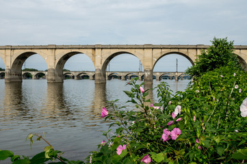Bridge over River with Flowers