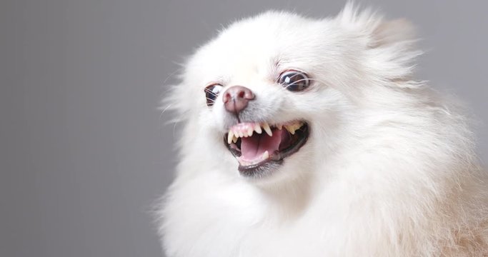 Angry Pomeranian dog