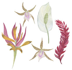 Watercolor painting set of exotic  flowers 