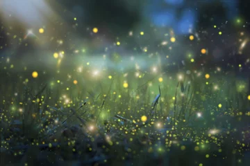 Gardinen Abstraktes und magisches Bild von Firefly, das im Nachtwald fliegt. Märchenkonzept. © tomertu