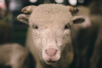 Sheep Portrait 2