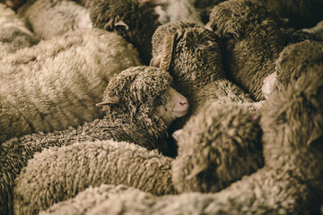 Sheep Crowd