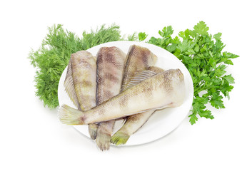 Uncooked notothenia on a white dish against of herbs