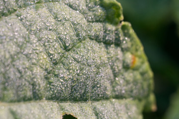 Cucumber Leaf in Water Drops