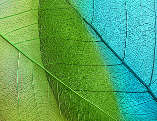 Macro leaves background texture