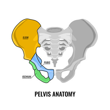 Pelvis Anatomy Scheme