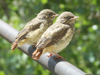 The Chicks of Nightingale