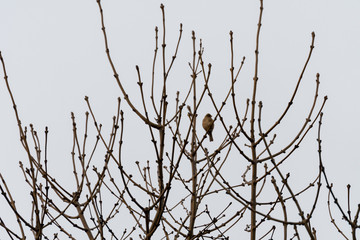 Small tomtit