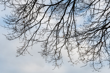 Fototapeta na wymiar high contrast tree
