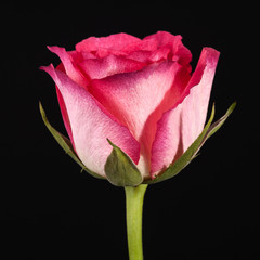 Single flower of pink rose isolated on black background, close up