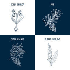 Set of four eatable and medicinal plants © foxyliam