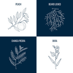 Set of four eatable and medicinal plants