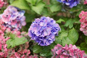 French hydrangea (Hydrangea macrophylla)
