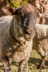 Sheep looking at the camera