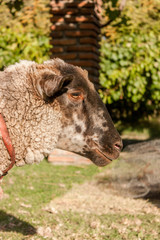 Sheep looking to the horizon