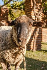 Sheep looking at the camera