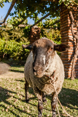 Sheep looking at the camera