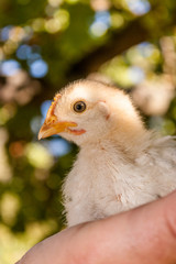 Man holding a baby chicken in his hands