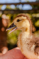 Man holding a baby duck in his hands