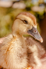 Fototapeta premium Man holding a baby duck in his hands
