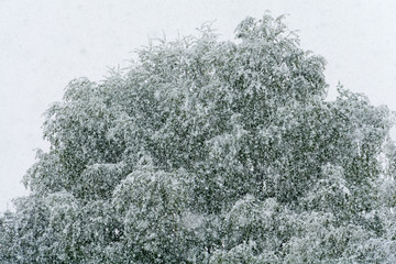 Trees in Snowfall