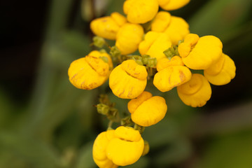 Lady purse (Calceolaria obtusa)