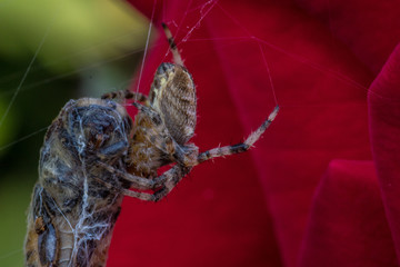Spider and bee