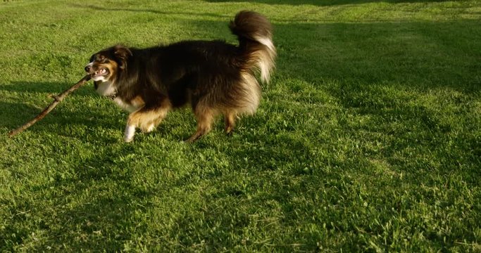 Big Dog Playing Keep Away With Stick From Tiny Dog - Animals Are Funny