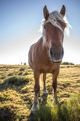 Portrait de face cheval Ardèche comtois robe marron crinière blonde de trait en contre jour ciel bleu dans prairie herbe verte sauvage sagnes et goudoulet	