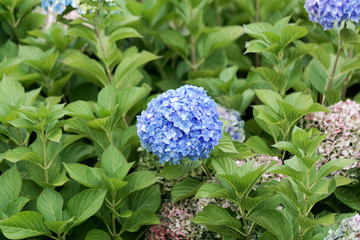 French hydrangea (Hydrangea macrophylla)