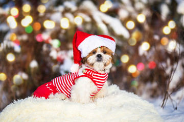 Dog breed shih tzu in cap Santa Claus and red clothes in winter forest