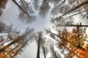 Misty haze in a beech forest in autumn